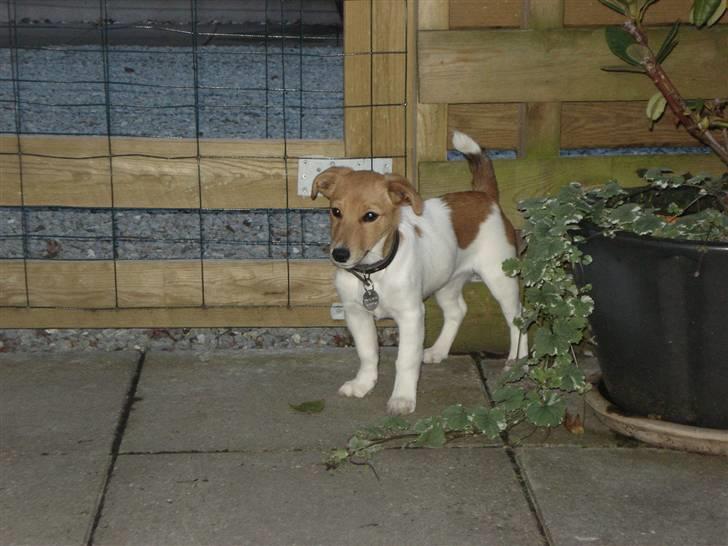 Jack russell terrier Ti-amo billede 3