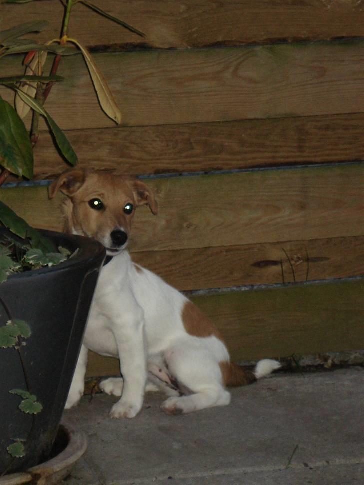 Jack russell terrier Ti-amo billede 4