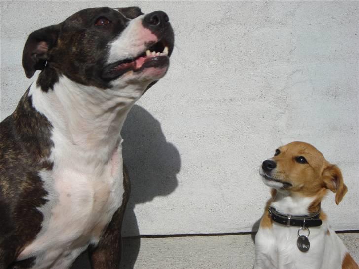 Jack russell terrier Ti-amo - Akia & Ti-amo billede 5