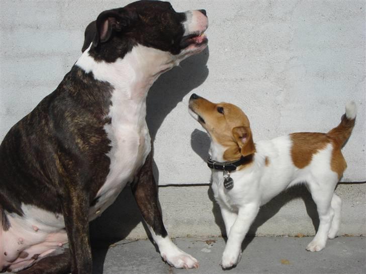 Jack russell terrier Ti-amo - Akia & Ti-amo billede 6