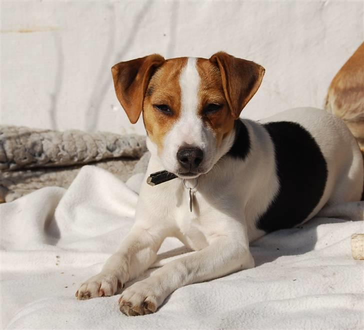 Dansk svensk gaardhund MyBonnie JulietteJulerose - Jette 6 mdr billede 1