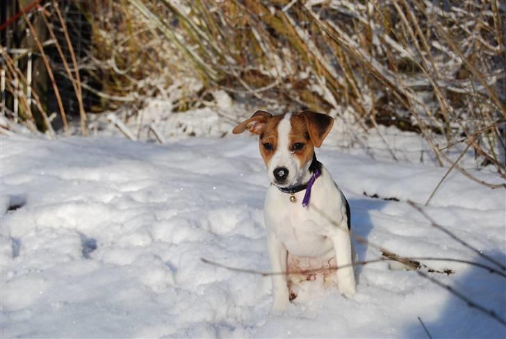 Dansk svensk gaardhund MyBonnie JulietteJulerose - Jette 3 mdr billede 2