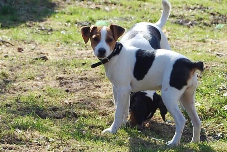 Dansk svensk gaardhund MyBonnie JulietteJulerose billede 3