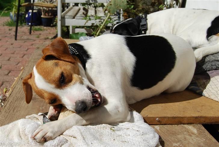 Dansk svensk gaardhund MyBonnie JulietteJulerose billede 4