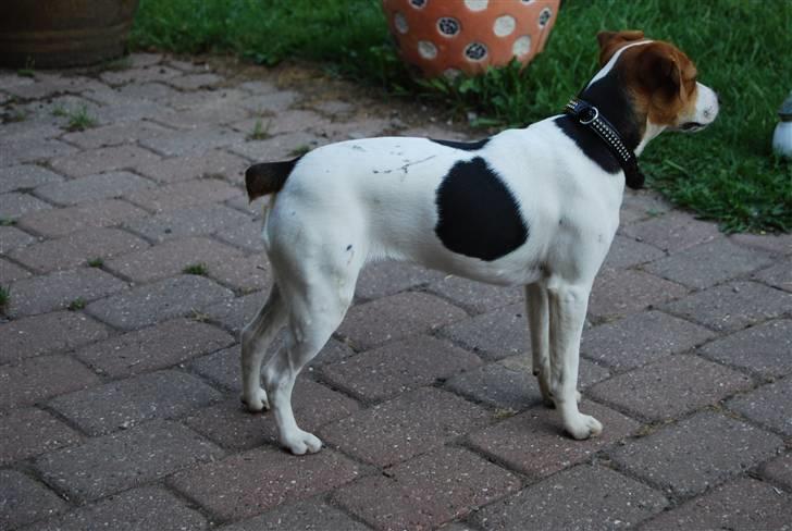 Dansk svensk gaardhund MyBonnie JulietteJulerose - jette 8 mdr. og i malerlære ;0) billede 5