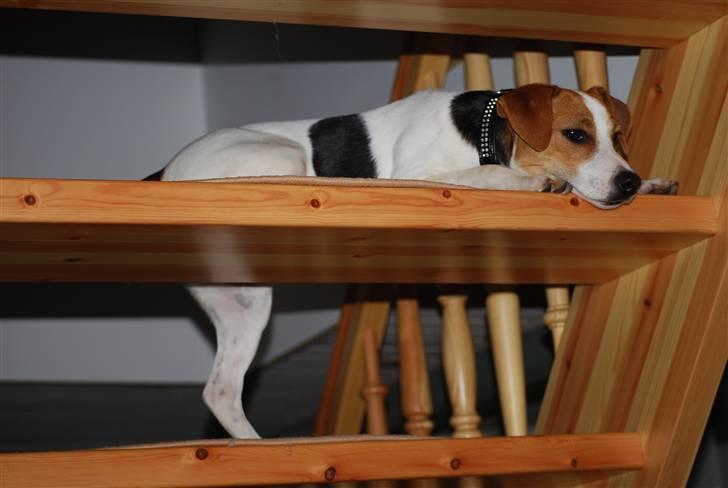 Dansk svensk gaardhund MyBonnie JulietteJulerose - pyha hvor er jeg træt billede 6