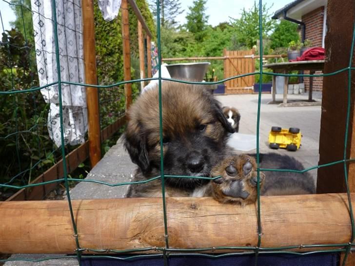 Blanding af racer Odin (Berner/Leonberger) - Baby Odin billede 9