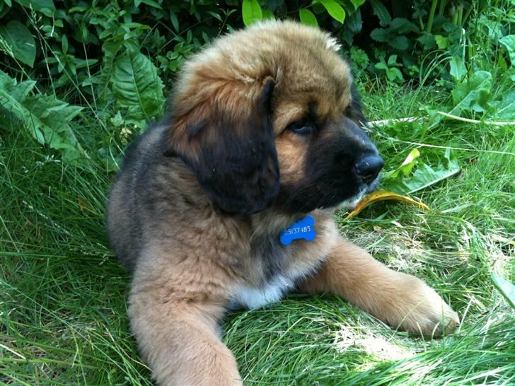 Blanding af racer Odin (Berner/Leonberger) - 8 uger gammel billede 7