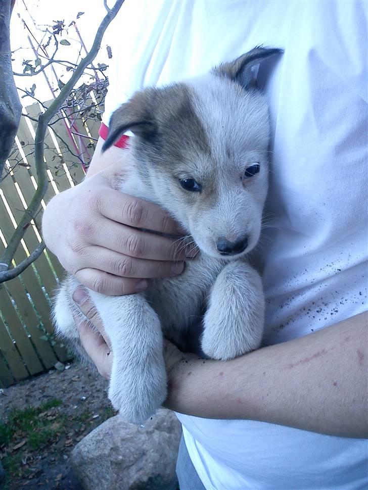 Grønlandshund Tina - 7 uger - nu med opløftet hale, og knækøre <3 billede 5