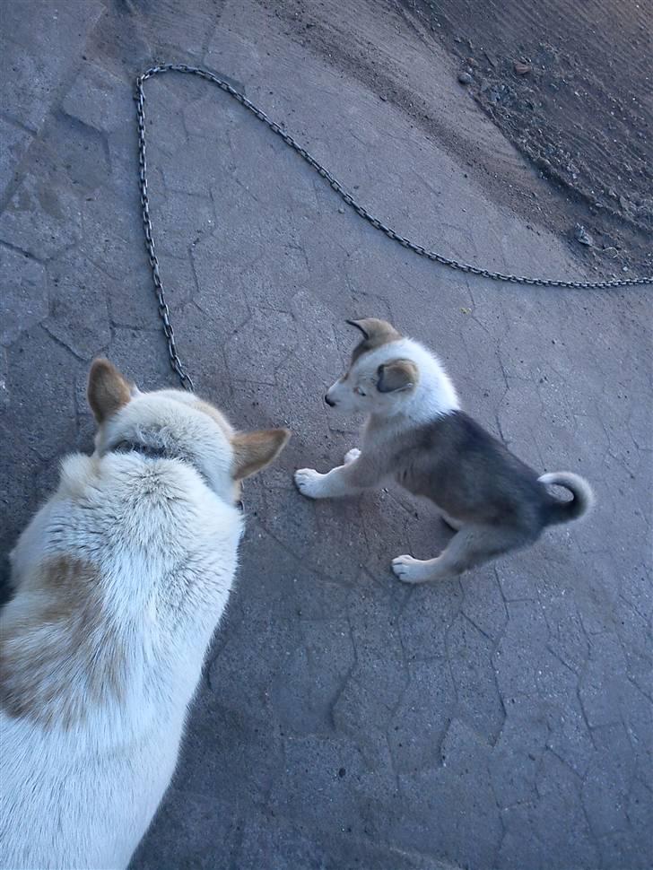 Grønlandshund Tina - "kom nu.... bare en lille bid ??" billede 6