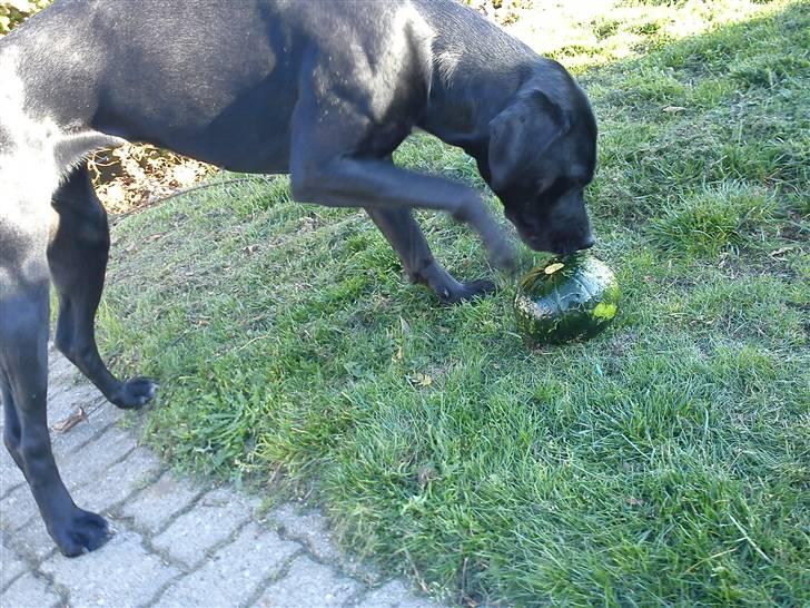 Blanding af racer Laika *R.I.P* billede 15