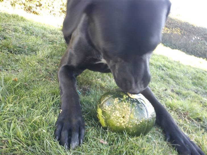 Blanding af racer Laika *R.I.P* billede 16