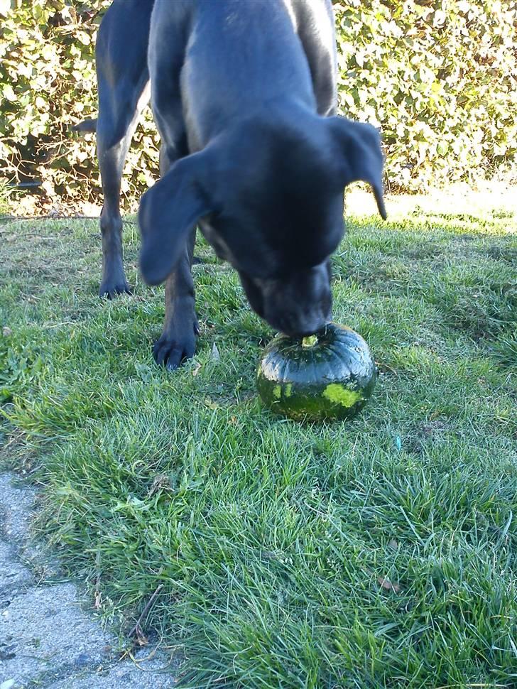 Blanding af racer Laika *R.I.P* billede 17