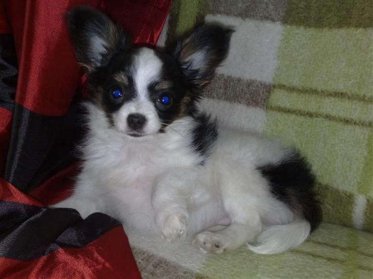 Papillon Chiantie *Prinsessen* billede 2