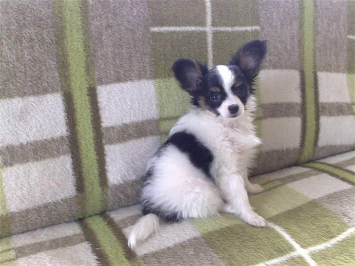 Papillon Chiantie *Prinsessen* billede 3