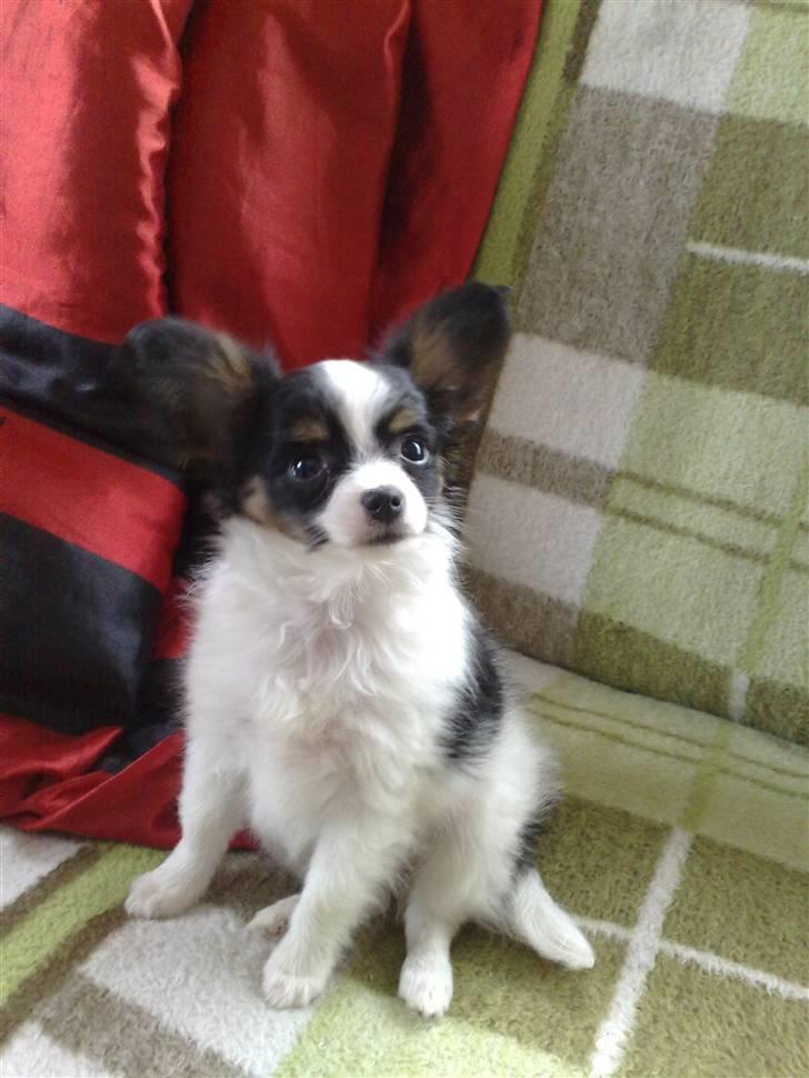 Papillon Chiantie *Prinsessen* billede 4