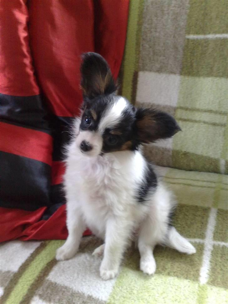 Papillon Chiantie *Prinsessen* billede 5