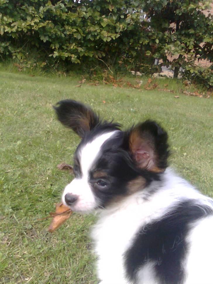 Papillon Chiantie *Prinsessen* billede 6