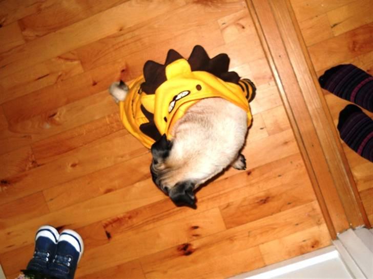 Mops Yoda billede 18