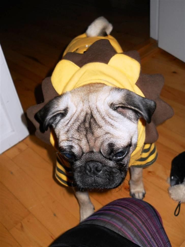 Mops Yoda billede 19