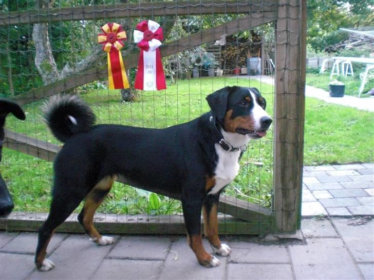 Appenzeller sennenhund Bufas Zalza Zizi (Caza) - KBHV10 min første titel billede 9