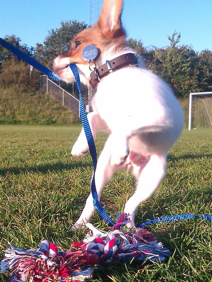 Blanding af racer Poe billede 14