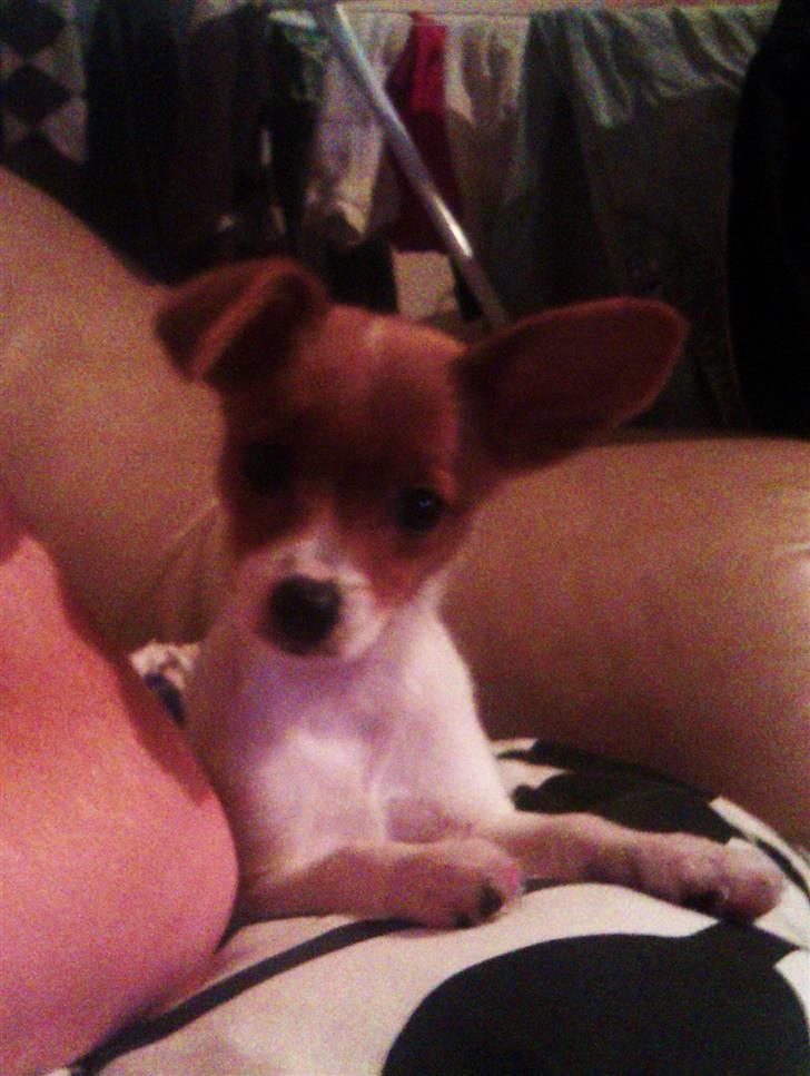 Blanding af racer Poe billede 20