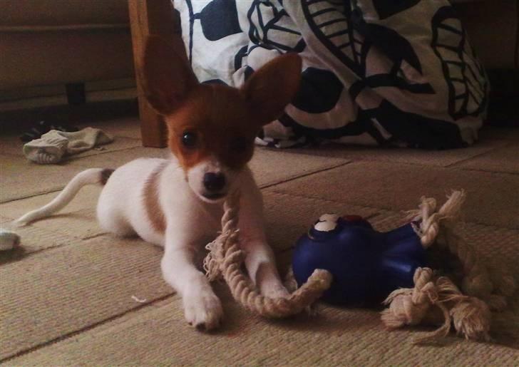 Blanding af racer Poe billede 24