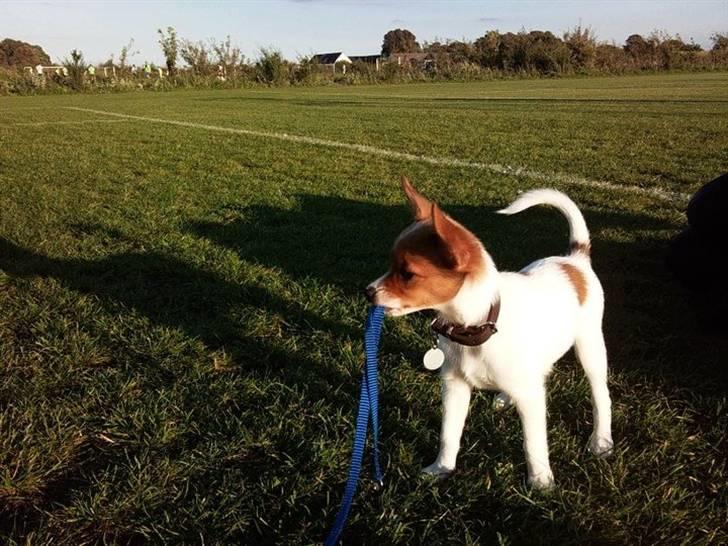 Blanding af racer Poe billede 25