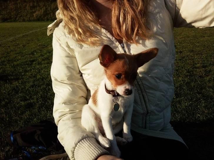 Blanding af racer Poe billede 29