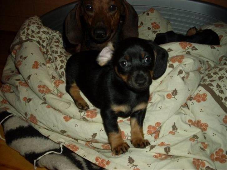 Gravhund gigi billede 1