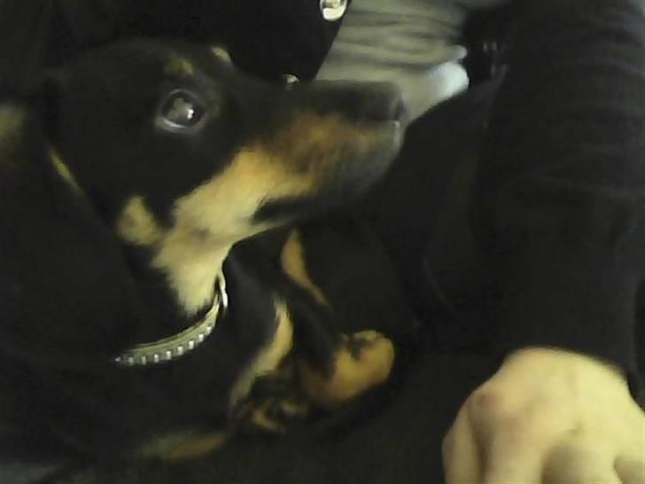 Gravhund gigi billede 5