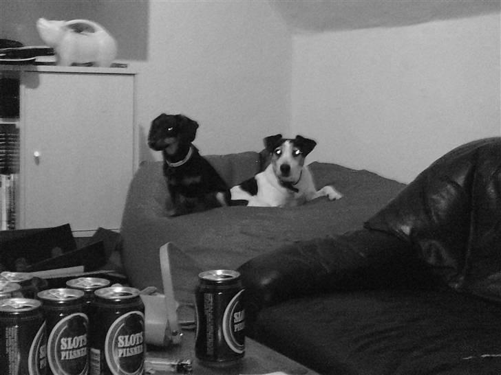 Gravhund gigi billede 6