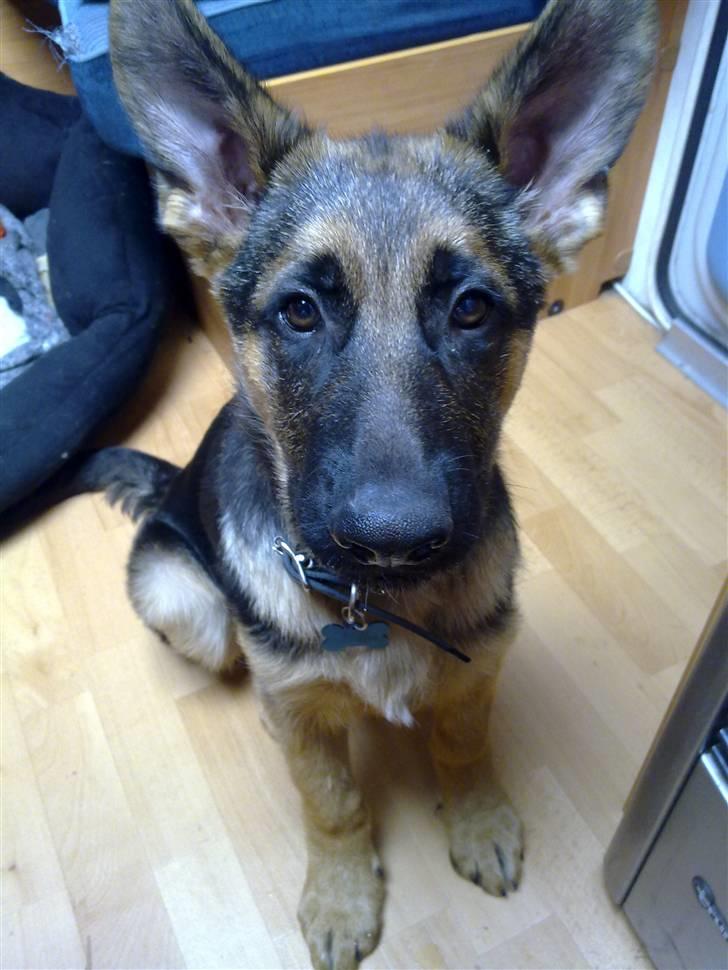 Schæferhund Kato - Kato som vi på det her billede har haft 2 dage :-) billede 4