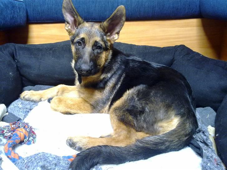 Schæferhund Kato - Kato ligger i kurven og hygger. billede 3