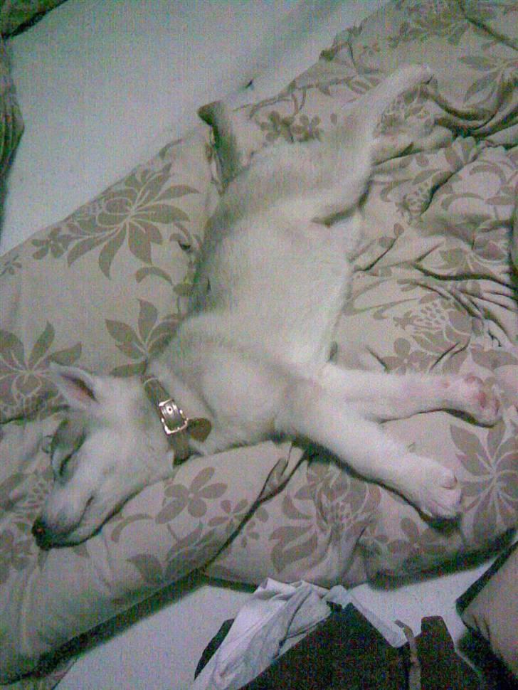 Siberian husky Shellie - Træt lille baby midt i sengen billede 18