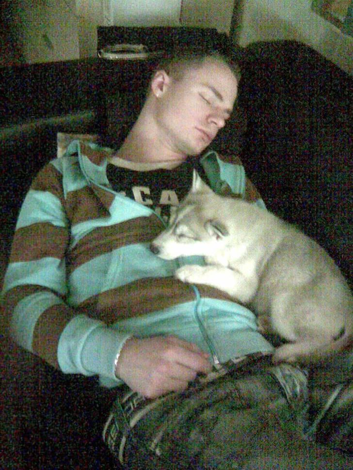 Siberian husky Shellie - 2 af mine guldklumper billede 19