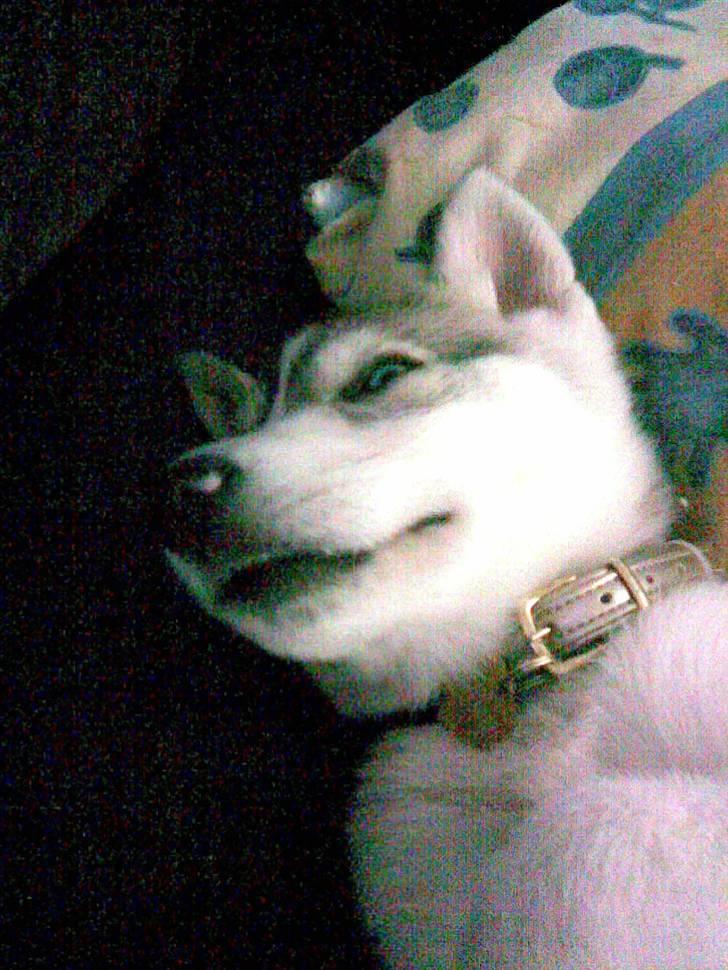 Siberian husky Shellie - Bisse billede 20