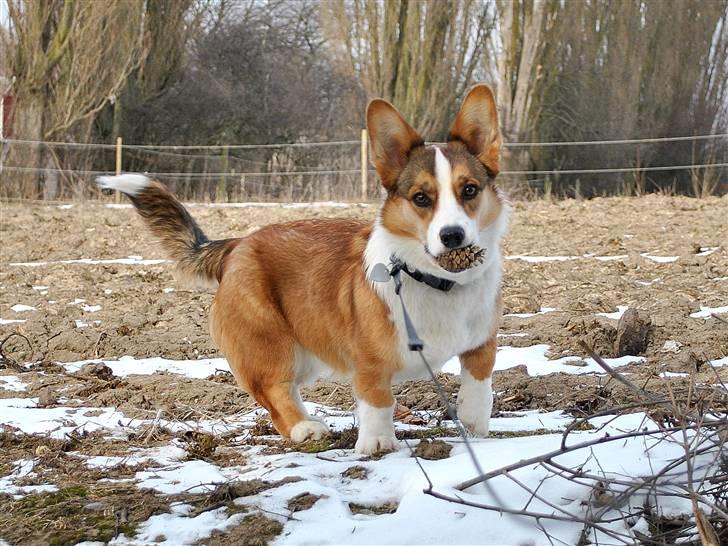 Welsh corgi cardigan Miley - 1/ Velkommen til Miley´s profil! :D Smid gerne en kommentar og bedømmelse :D billede 1