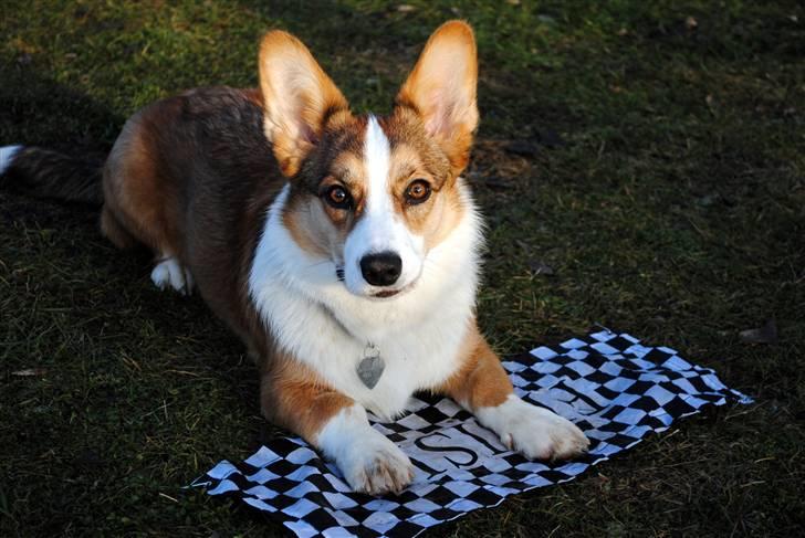 Welsh corgi cardigan Miley - 2/ Vi øver lidt agility <3 d. 21. januar 2011 billede 2