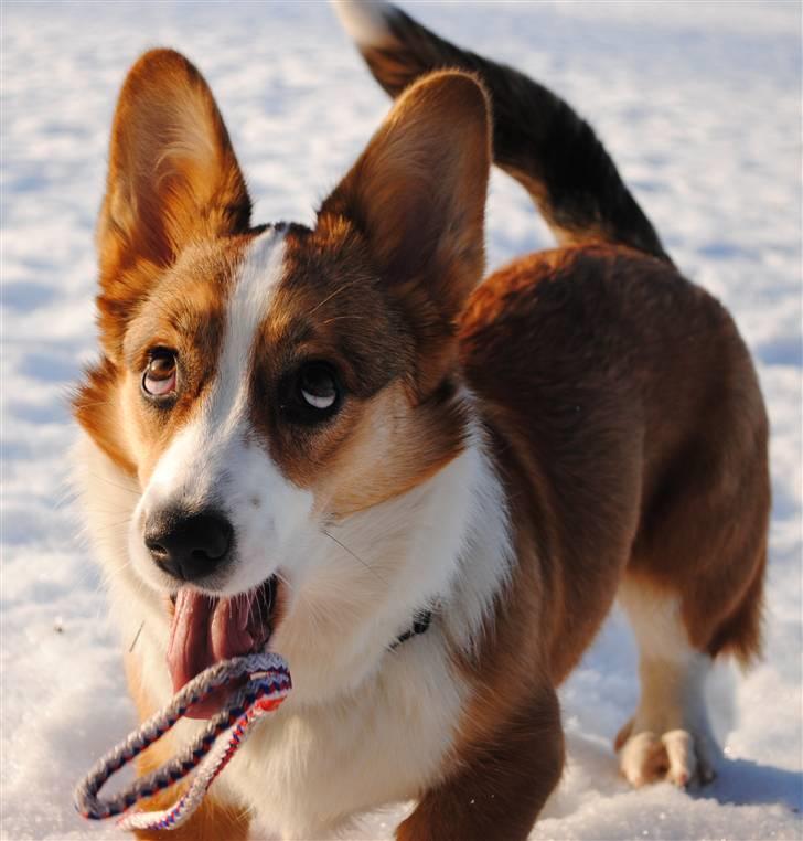 Welsh corgi cardigan Miley - 4/ Man får helt ondt af hende! xD billede 4