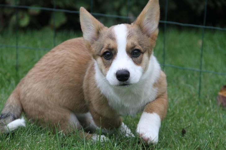 Welsh corgi cardigan Miley - 5/ Foto: Anna Ravn  billede 5