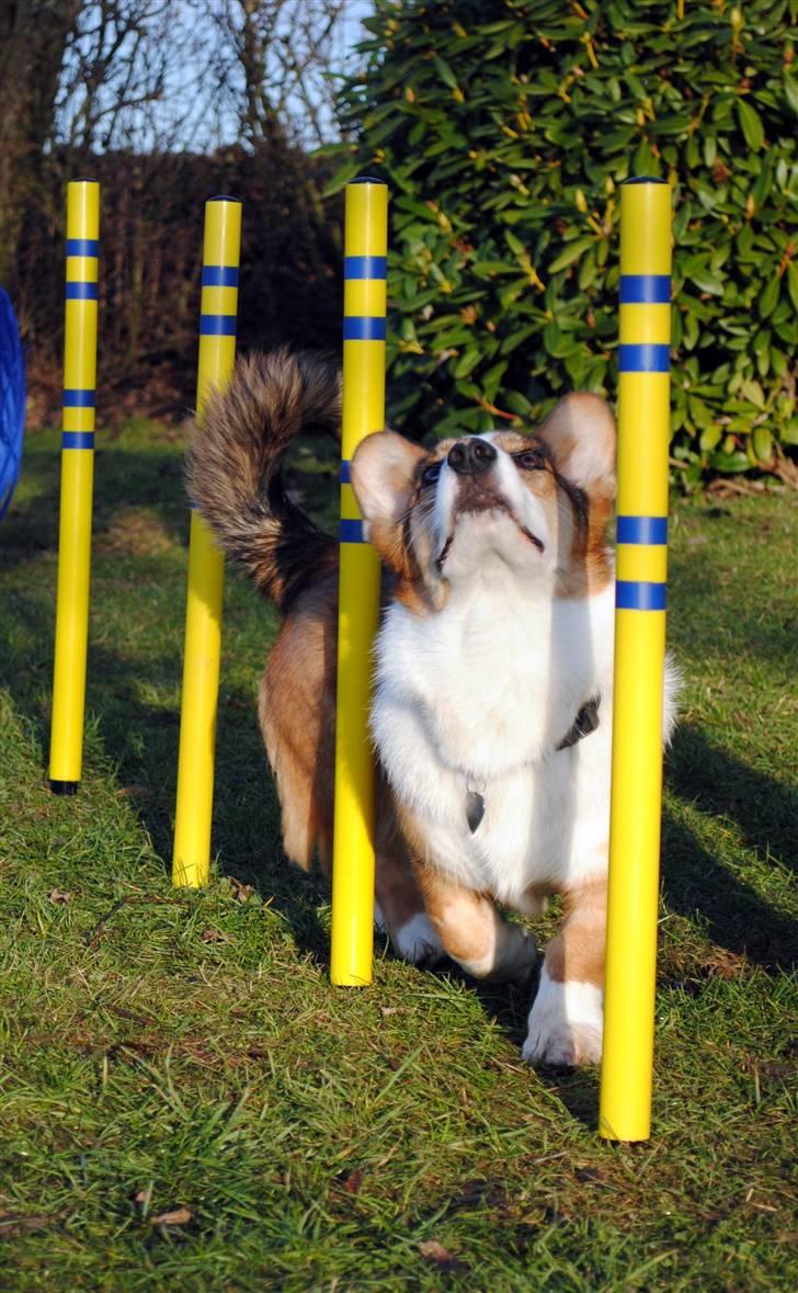 Welsh corgi cardigan Miley - 6/ Vi træner lidt agility <3 d. 21 januar 2011 billede 6