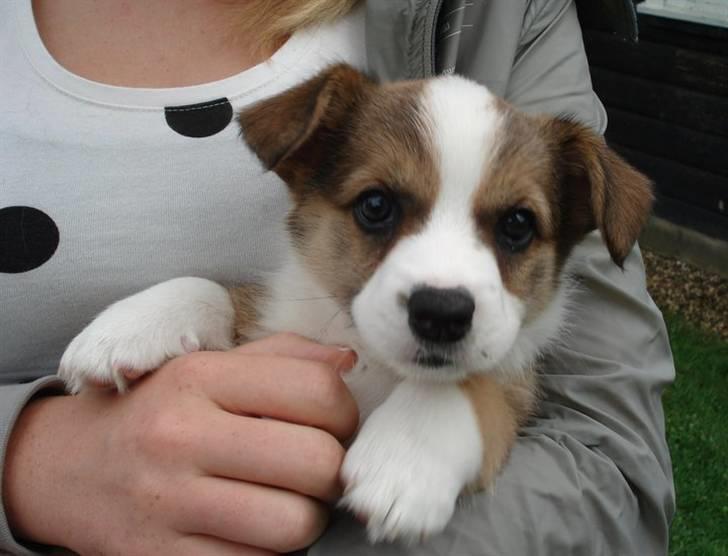 Welsh corgi cardigan Miley - 8/ Anden gang vi var oppe at se til hende :D Hendes øre havde ikke rejst sig endnu  heh billede 8