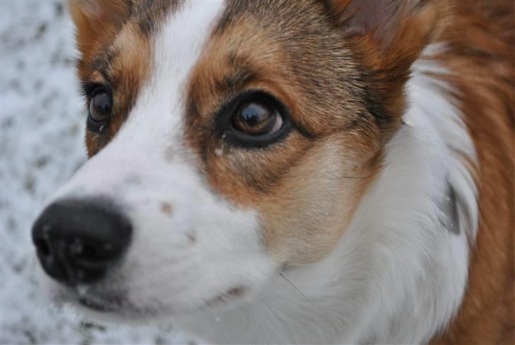 Welsh corgi cardigan Miley - 10/  billede 10