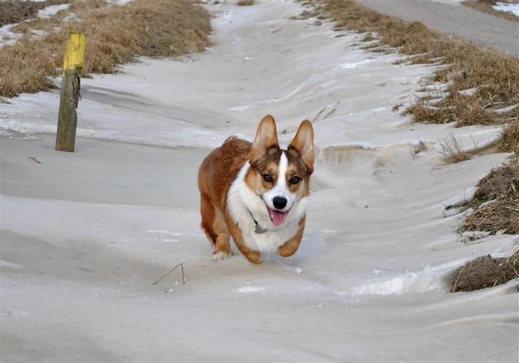 Welsh corgi cardigan Miley - 11/  billede 11