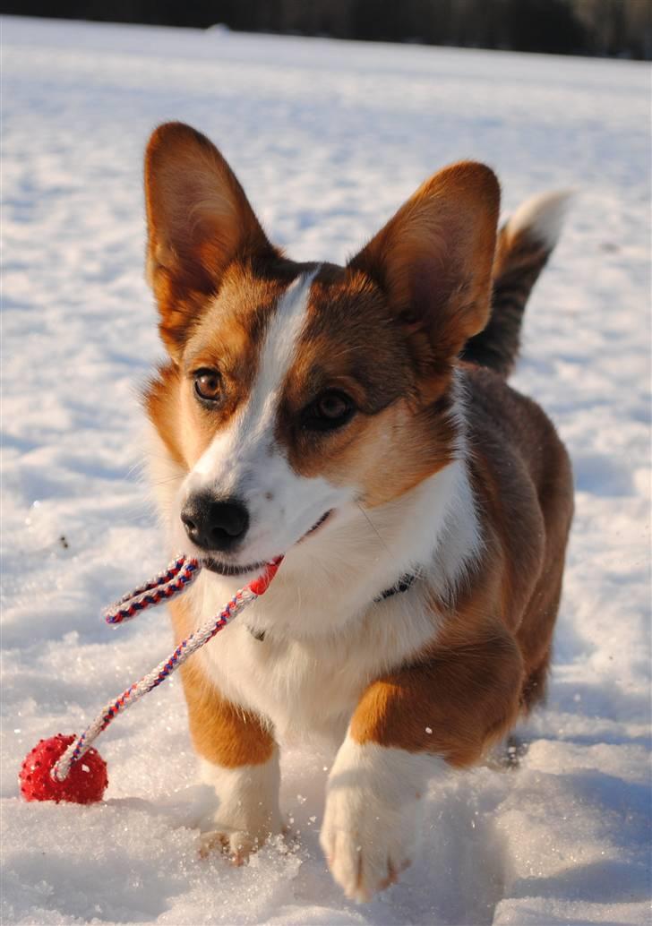 Welsh corgi cardigan Miley - 13/  billede 13