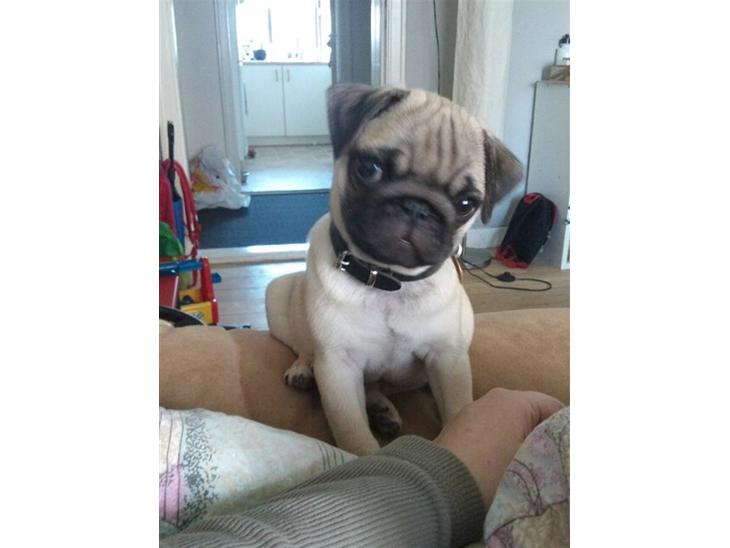 Mops Joey - hej.. det er mig som at der er Joey.. billede 1