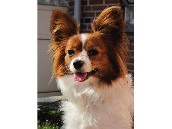 {{currentPhoto.altText}} billede {{currentPhoto.number}}