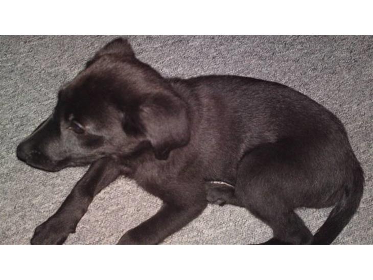 Blanding af racer Chien billede 1